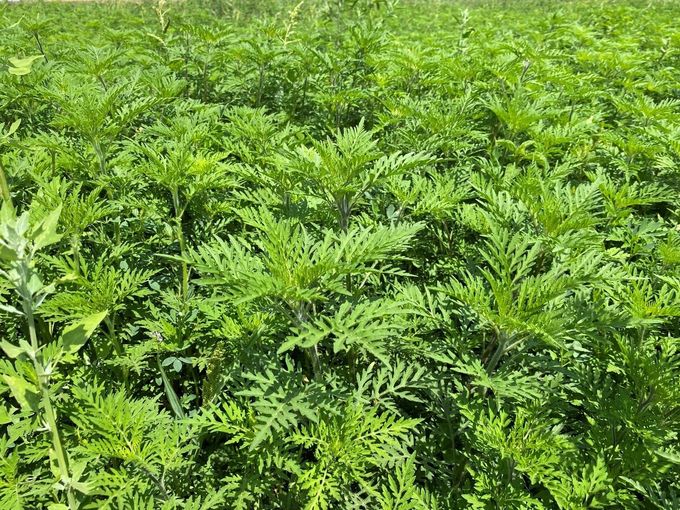 ragweed in streckungsphase vor Blüte.jpg