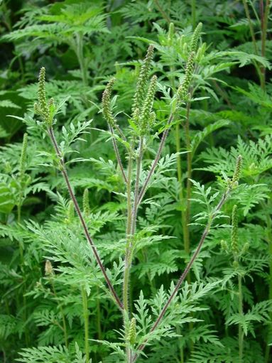 Ragweed männliche Blüte an Triebspitzen.jpg