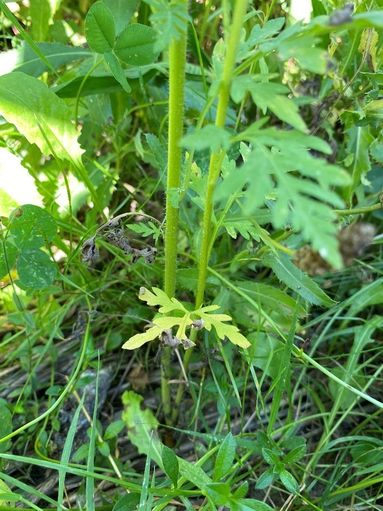 ragweed untersten blätter sterben ab idealer schnittzeitpunkt.jpg