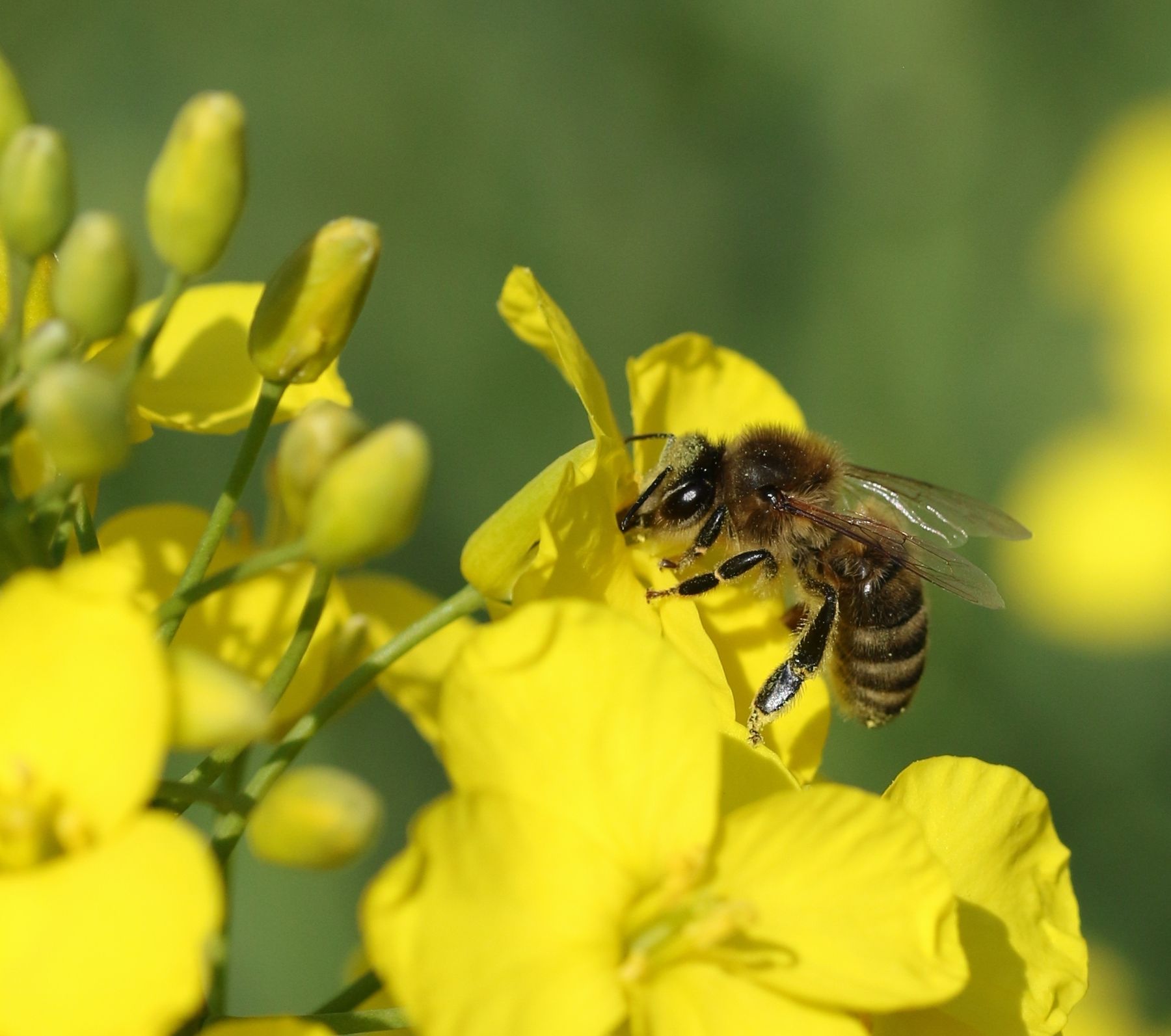 Biene besucht Rapsblüte Detail 3.jpg