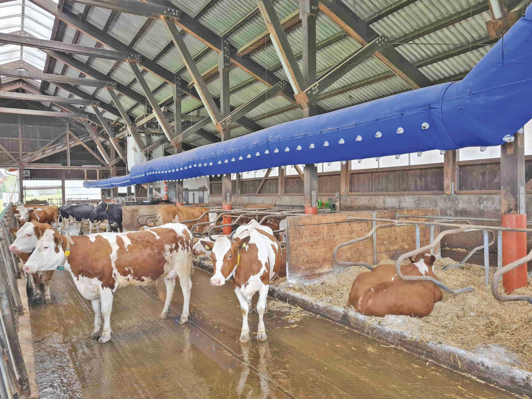 So bewahren Milchkühe einen kühlen Kopf.jpg © Horn/LK Niederösterreich So bewahren Milchkühe einen kühlen Kopf.jpg © Horn/LK Niederösterreich