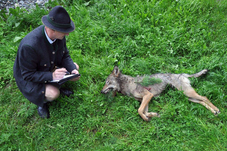 Wolf mit Wolfsbeauftragten Stock.jpg