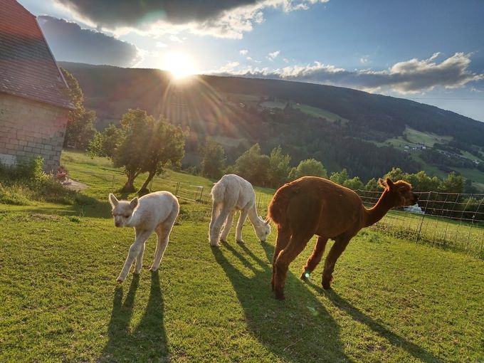 Foto 01 Alpaka (c) Astrid Pichorner.jpg © Pichorner Foto 01 Alpaka (c) Astrid Pichorner.jpg © Pichorner