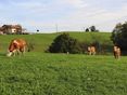 Bio Rinder auf der Weide © Biobetrieb Kappel