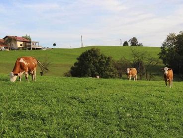 Bio Rinder auf der Weide.jpg © Biobetrieb Kappel