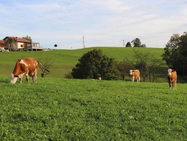 Bio Rinder auf der Weide.jpg © Biobetrieb Kappel Bio Rinder auf der Weide.jpg © Biobetrieb Kappel