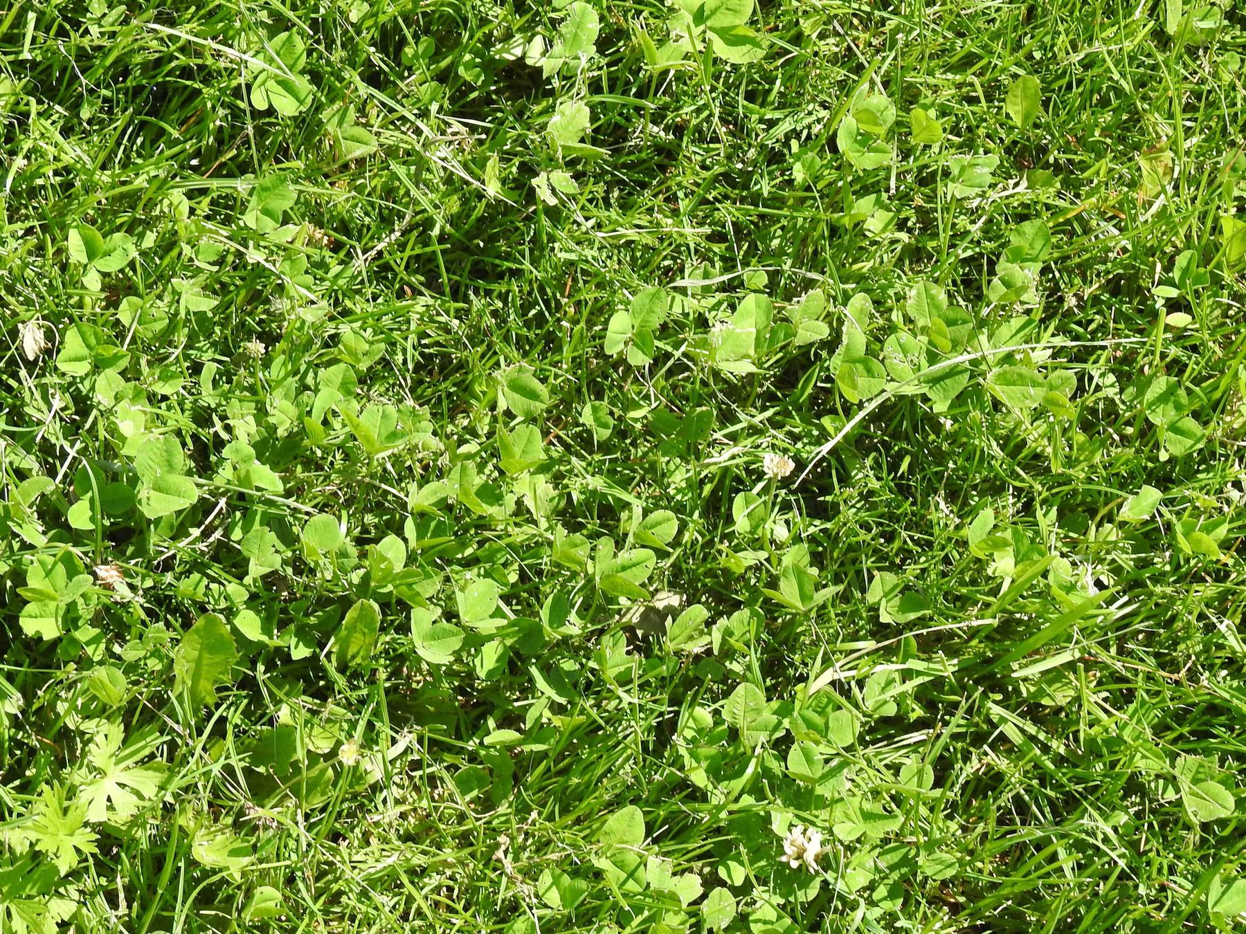 Dichter Pflanzenbestand bei Kurzrasenweide.jpg © Bio-Betrieb Gruber Dichter Pflanzenbestand bei Kurzrasenweide.jpg © Bio-Betrieb Gruber