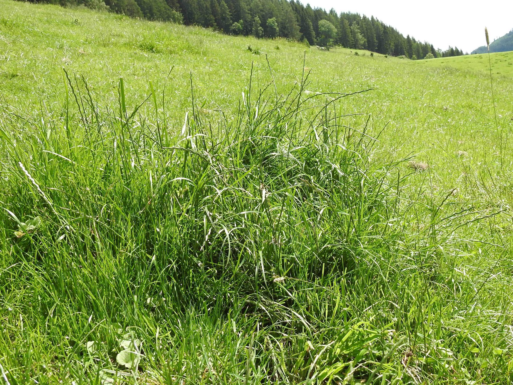 Geilstelle, wo Gräser versamen können.jpg © Bio-Betrieb Gruber Geilstelle, wo Gräser versamen können.jpg © Bio-Betrieb Gruber