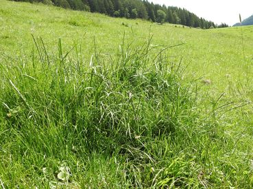 Geilstelle, wo Gräser versamen können.jpg © Bio-Betrieb Gruber