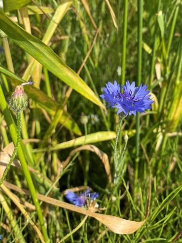 Biodiversität am Acker Teil 2a Bild 2.jpg