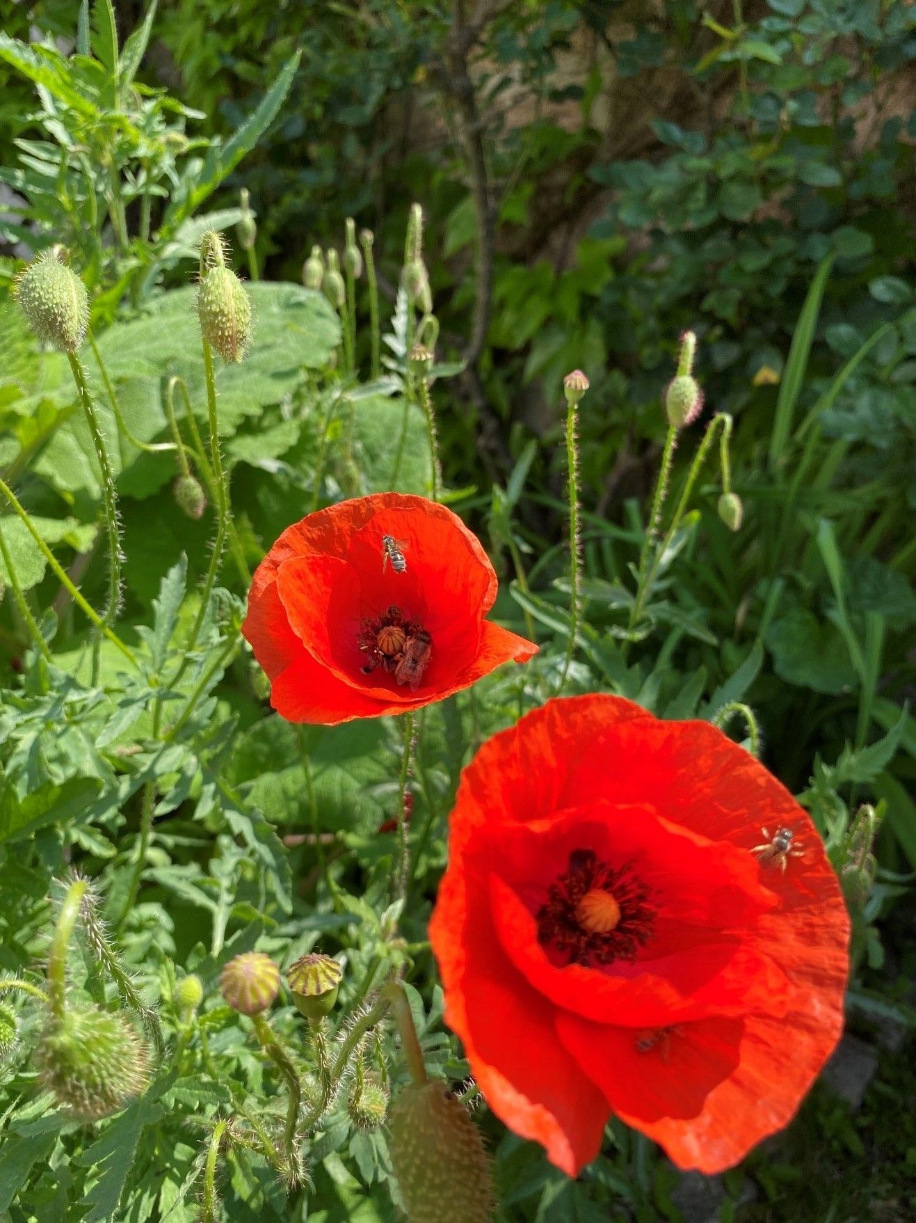 Biodiversität am Acker Teil 2a_Bild 3.jpg © DI Claudia Winkovitsch Biodiversität am Acker Teil 2a_Bild 3.jpg © DI Claudia Winkovitsch