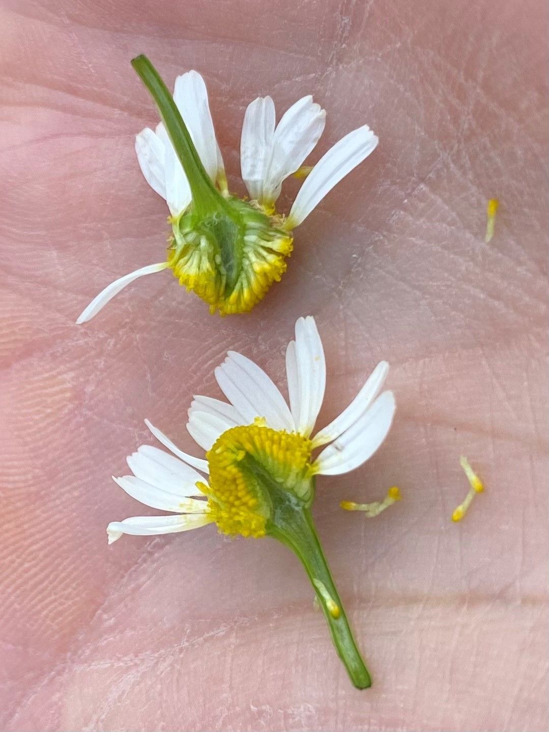 biodiversität am Acker Teil 2a_Bild 5.jpg © DI Claudia Winkovitsch biodiversität am Acker Teil 2a_Bild 5.jpg © DI Claudia Winkovitsch