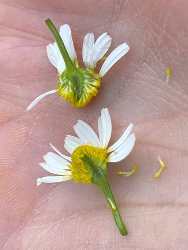 biodiversität am Acker Teil 2a Bild 5.jpg