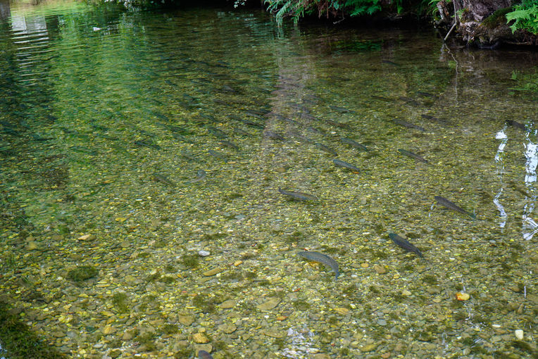 Forellenzucht in reinstem Quellwasser: Fischzucht Ebner in Helfpau/Uttendorf.jpg © Michael Hatheier