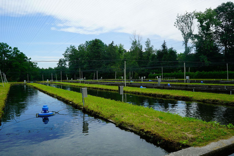 Forellenzucht in reinstem Quellwasser: Fischzucht Ebner in Helfpau/Uttendorf.jpg © Michael Hatheier