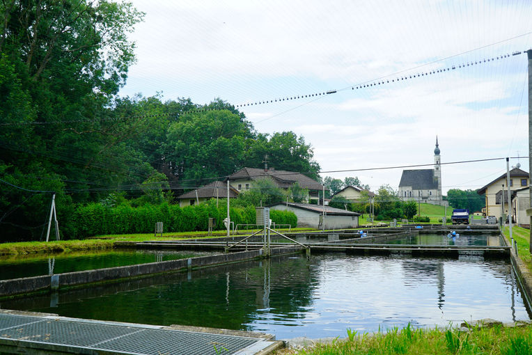 Forellenzucht in reinstem Quellwasser: Fischzucht Ebner in Helfpau/Uttendorf.jpg