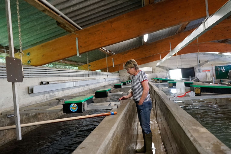 Forellenzucht in reinstem Quellwasser: Fischzucht Ebner in Helfpau/Uttendorf.jpg © Michael Hatheier