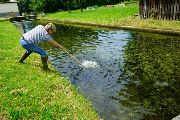 Forellenzucht in reinstem Quellwasser: Fischzucht Ebner in Helfpau/Uttendorf.jpg © Michael Hatheier