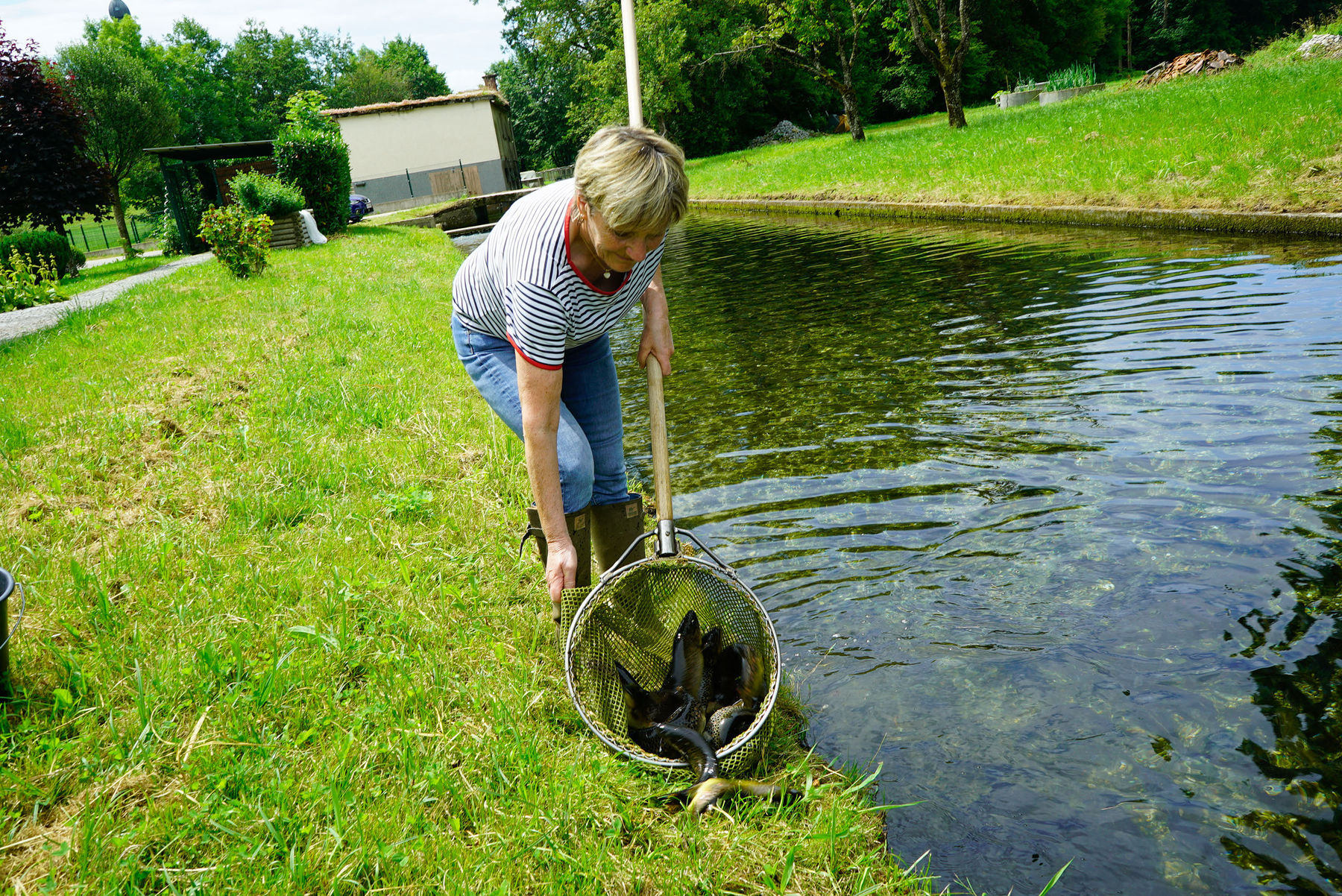 Forellenzucht in reinstem Quellwasser: Fischzucht Ebner in Helfpau/Uttendorf.jpg © Michael Hatheier Forellenzucht in reinstem Quellwasser: Fischzucht Ebner in Helfpau/Uttendorf.jpg © Michael Hatheier