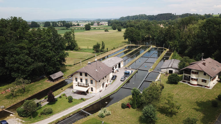 Forellenzucht in reinstem Quellwasser: Fischzucht Ebner in Helfpau/Uttendorf.jpg © Michael Hatheier