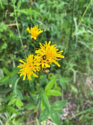 Biodiversität am Acker Teil 2b Bild 2.jpg