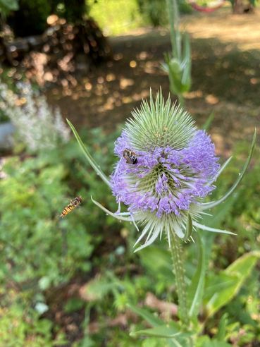 Biodiversität am Acker Teil 2b Bild 3.jpg