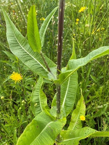 Biodiversität am Acker Teil 2b Bild 4.jpg