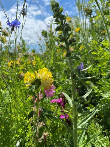 Biodiversität am Acker Teil 2b Bild 5.jpg