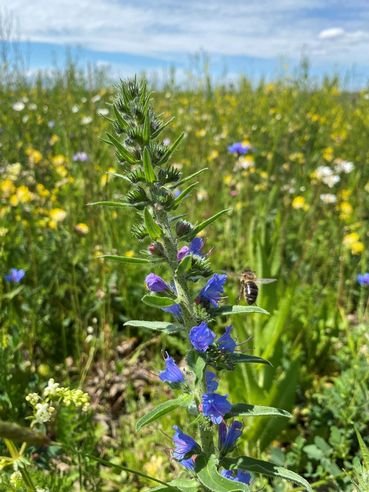 Biodiversität am Acker Teil 2b Bild 6.jpg