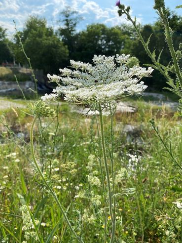 Biodiversität am Acker Teil 2b Bild 7.jpg