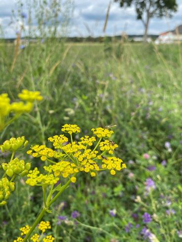 Biodiversität am Acker Teil 2b Bild 8.jpg