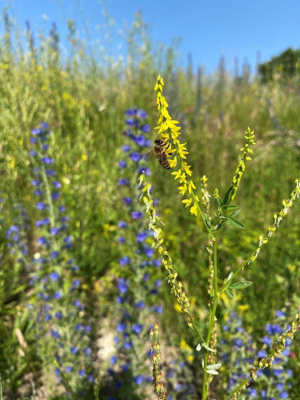 Biodiversität am Acker Teil 2b_Bild 9.jpg © DI Claudia Winkovitsch Biodiversität am Acker Teil 2b_Bild 9.jpg © DI Claudia Winkovitsch