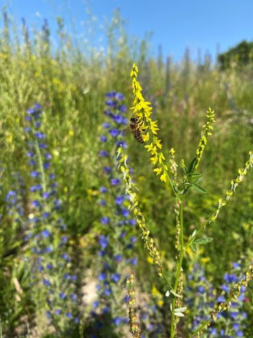 Biodiversität am Acker Teil 2b_Bild 9.jpg © DI Claudia Winkovitsch Biodiversität am Acker Teil 2b_Bild 9.jpg © DI Claudia Winkovitsch