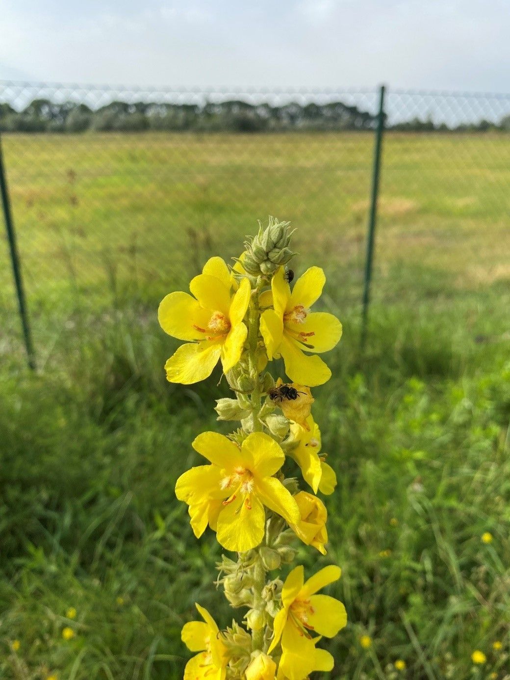 Biodiversität am Acker Teil 2b_Bild 10.jpg © DI Claudia Winkovitsch Biodiversität am Acker Teil 2b_Bild 10.jpg © DI Claudia Winkovitsch