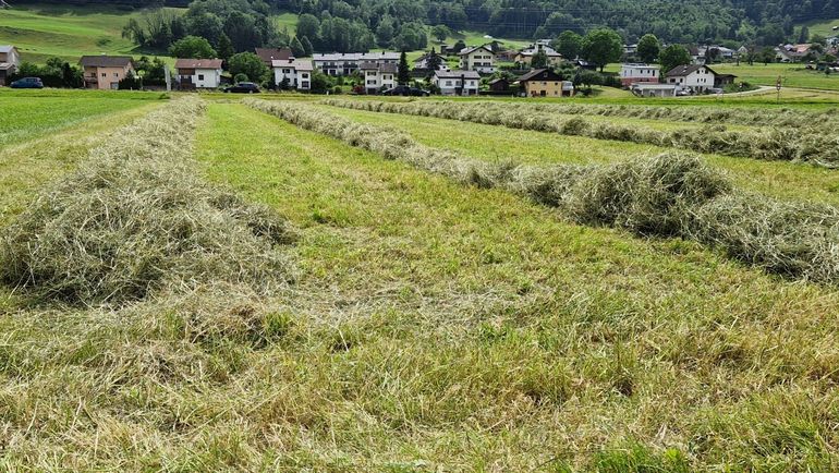 2024: Heuen unter schwierigen Wetterbedingungen © Archiv