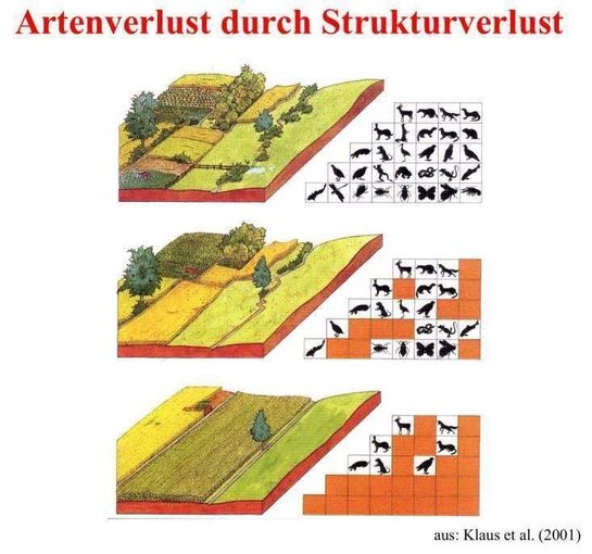 biodiversität am Acker Teil 2c Bild Skizze.jpg