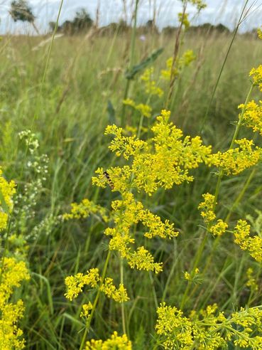 Biodiversität am Acker Teil 2c Bild 6.jpg