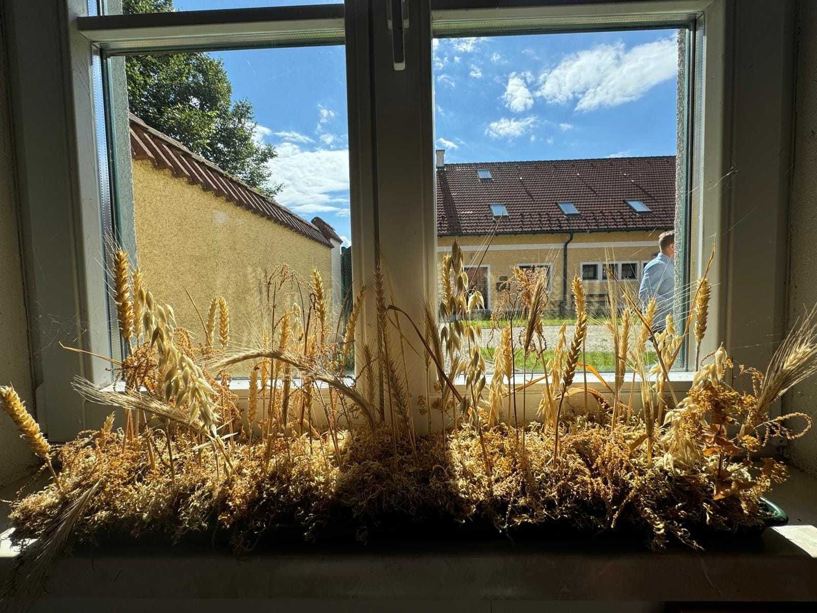 Heute war das erste Treffen vom Speisehaferprojekt am Edelhof. Namhafte HaferexpertInnen aus Österreich tauschten ihr Wissen aus. Faszinierend welch hochkarätige Arbeit Sissy Zechner mit ihrem Team am Edelhof im Bereich der Haferzüchtung leistet. Weiter geht’s mit dem Anbau von  Versuchen an diversen Standorten in OÖ und NÖ.  © BWSB