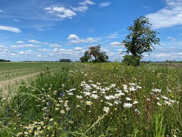 Biodiversität am Acker Teil 2c Bild 7.jpg