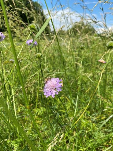 Biodiversität am Acker Teil 2c Bild 9.jpg