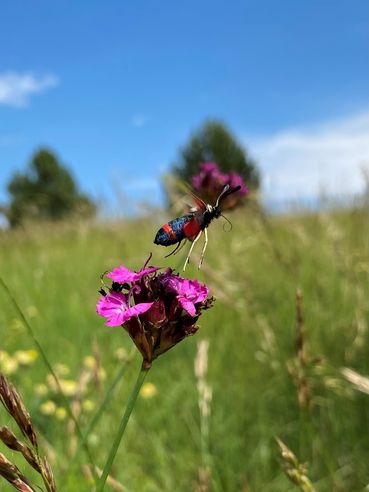 Biodiversität am Acker Teil 2c Bild 10.jpg