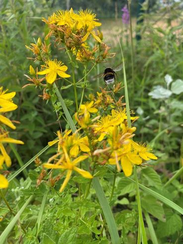 Biodiversität am Acker Teil 2c Bild 11.jpg