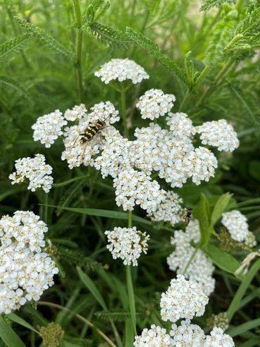 Biodiversität am Acker Teil 2c Bild 12.jpg