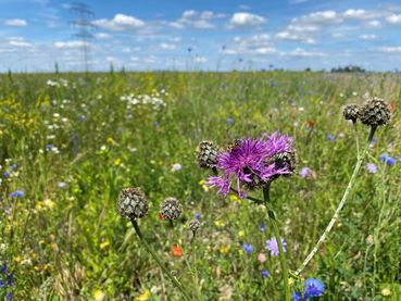 Biodiversität am Acker Teil 2c Bild 13.jpg