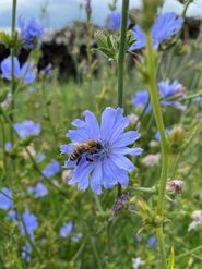 Biodiversität am Acker Teil 2c Bild 14.jpg