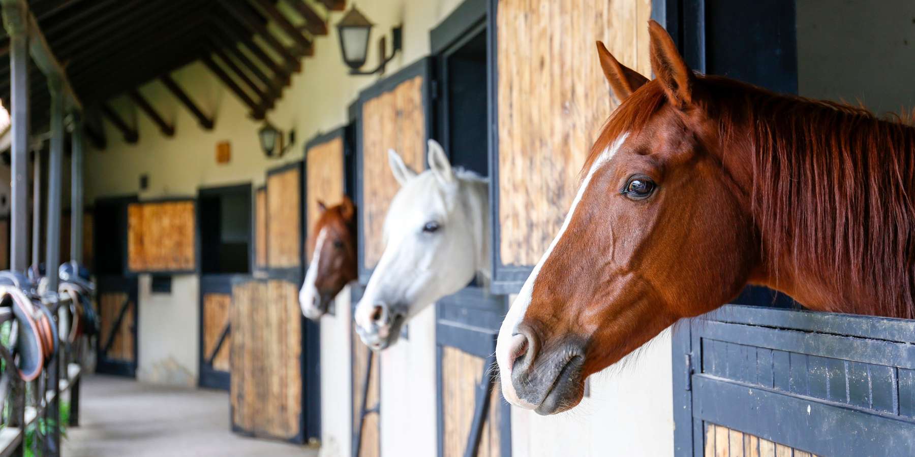Pferde im Stall.jpg © Evrymmnt/stock.adobe.com Pferde im Stall.jpg © Evrymmnt/stock.adobe.com