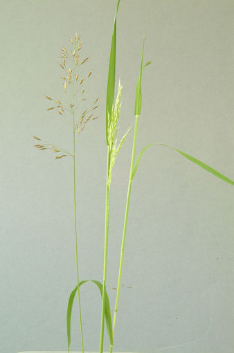 Goldhafer.jpg © Dürnberger Goldhafer.jpg © Dürnberger