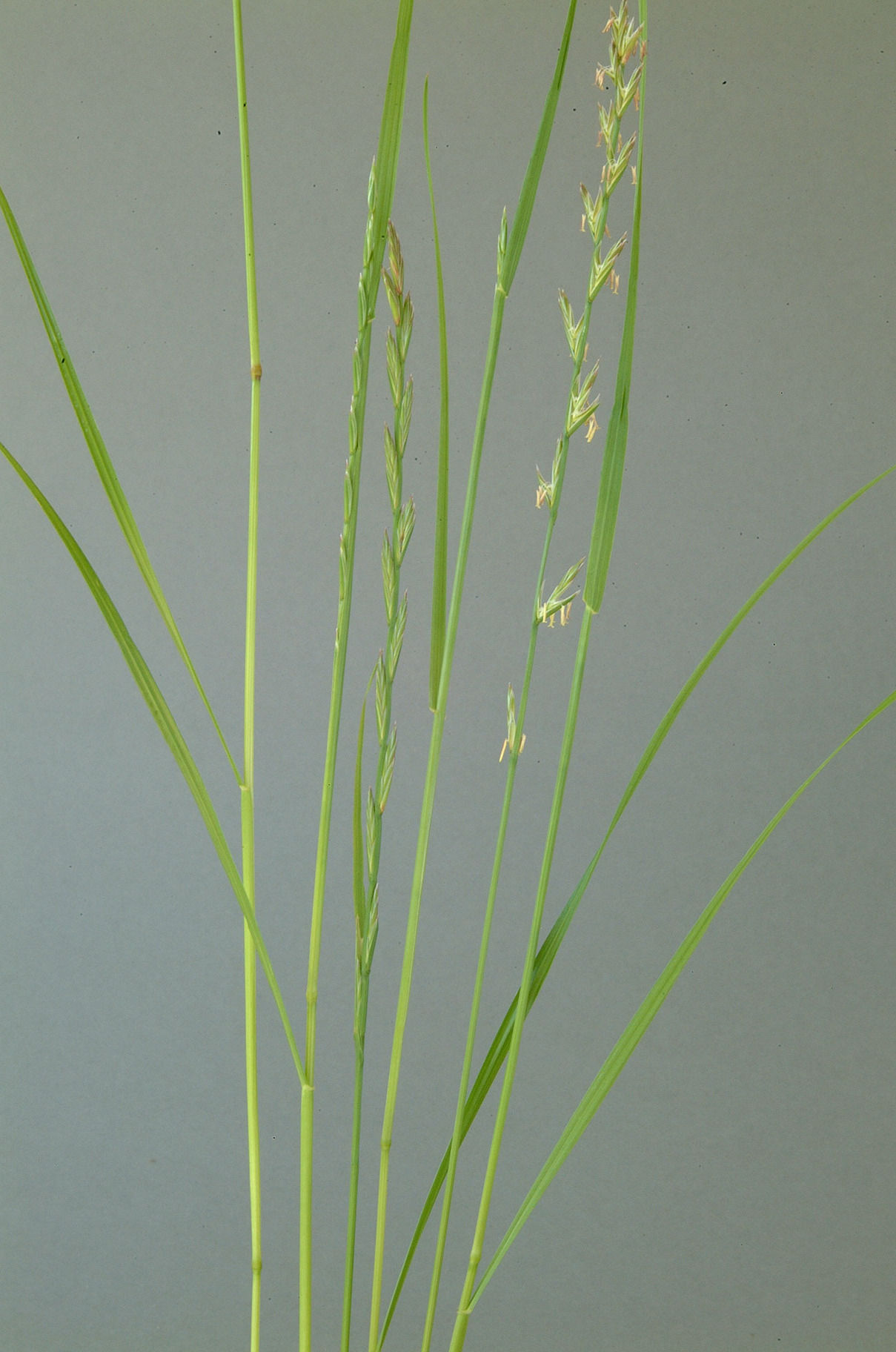 Knaulgras .jpg © Dürnberger Knaulgras .jpg © Dürnberger