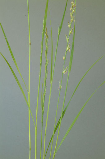 Knaulgras .jpg © Dürnberger Knaulgras .jpg © Dürnberger