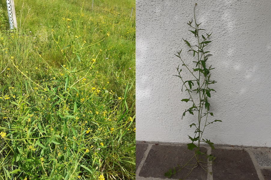 Wegrauke_LK_OÖ_Doblmair.png © LK OÖ/Petra Doblmair Wegrauke_LK_OÖ_Doblmair.png © LK OÖ/Petra Doblmair